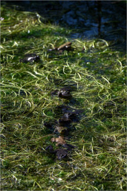 O4 - Mittelwaldbach März 2026