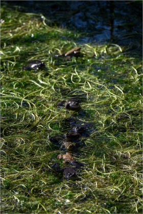 O4 - Mittelwaldbach März 2026