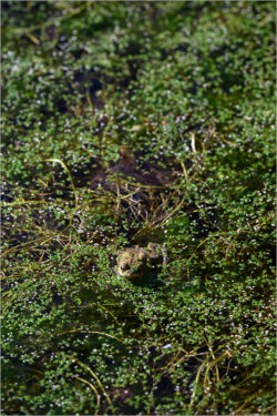 O5 - Mittelwaldbach März 2026