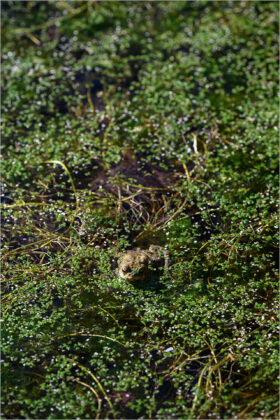 O5 - Mittelwaldbach März 2026