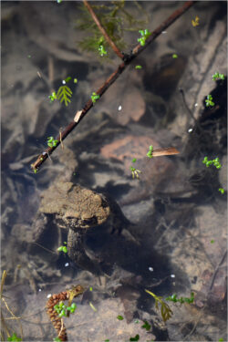 O6 - Mittelwaldbach März 2026